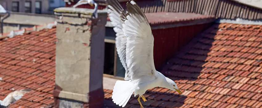 Residential Chimney Animal Removal Solution in Blytheville, AR
